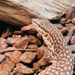 クレステッドゲッコー&ヤモリーズ&トカゲーズ