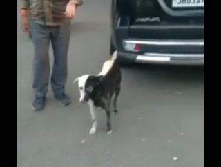 左右にキッチリ白黒つけた犬