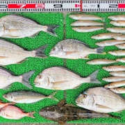 2026年4月18日　釣果