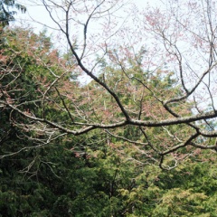 飛騨かなやまの桜　開花状況 2026