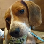 あかつきの預かり手帖