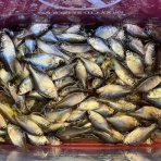 スーさんノート