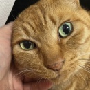 規格外猫のからあげ　20260628