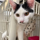 里親さんを待ってる猫たち(3/3)