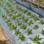 毎日が日曜　晴耕雨読な日々