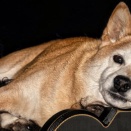 ああっ、柴犬の茶色の三角耳を思う存分嗅ぎたいっ！【再】