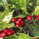 アオキ（青木）の実　#1407