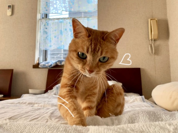 紐好き猫の朝のルーティーン♪