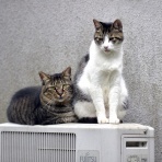 うちのとらまる