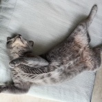 今を生きる～猫と共に