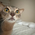 朝一番の猫たち