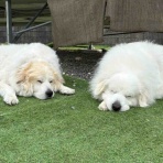 サマジニのいる生活Samajini Diary