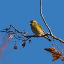 チラッとマヒワをこまぶら