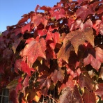 すっとこどすこい株投資