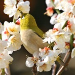 野鳥の観察を都内で