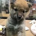 千葉県習志野市幕張にあるペットショップワンラブ カインズ幕張店のスタッフブログ