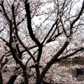 4/6(月)〝竹ヶ端運動公園〟〝集会所裏水呑川土手〟サクラ並木の散策(^.-)☆(15)