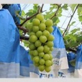 【悲報】シャインマスカットが中国に流出！年間100億円以上の損失！？