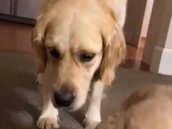 子犬を産んだ母犬さん。この子は私が見てるから休んでおいで♪ → 同居猫はこうします…