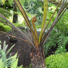 世界のバイオーム② 亜熱帯雨林の気候・植物・動物・特徴