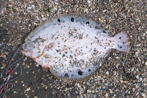 釣 遊 飲 笑 ホシガレイ