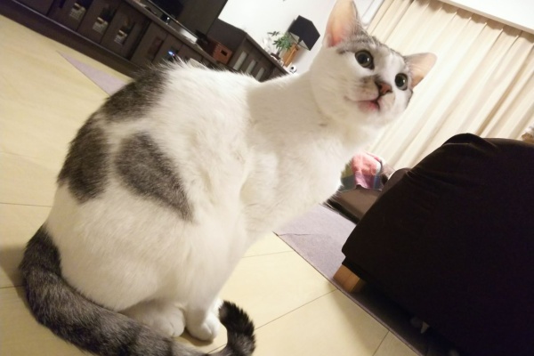 初めて猫を飼い始めましてu2026 - アレルギー(好酸球性肉芽腫)
