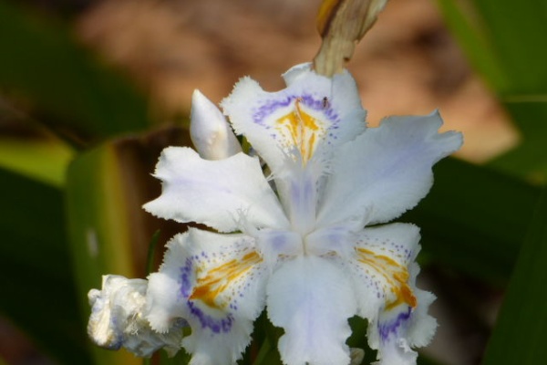 写真俳句ブログ チーさん 初心者 17年05月