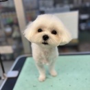 トリミングに来てくれました♪