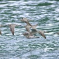 2026年6月5日の野鳥公園