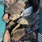 釣りブロ　～マイボート釣行記～