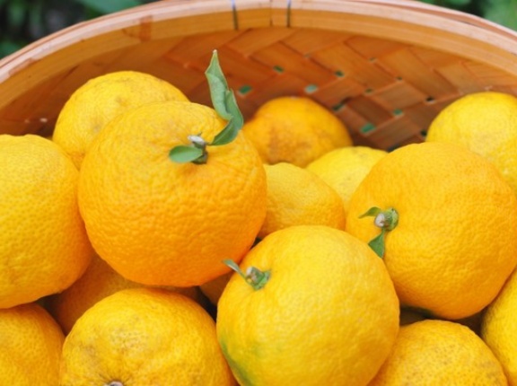 冬至の日は「柚子湯」に浸かろう！金沢市内各銭湯で『柚子湯』が実施。12月19日～22日。