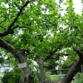小石川植物園に行ってみました