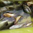 4月19日（日）曇一時雨　今日の釣果☆☆☆