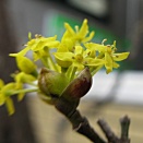 やっと咲きました！　サンシュユ