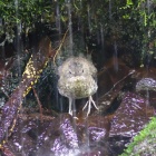 『投稿：カワガラスの巣立ち　2024/05/21』の画像