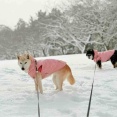 雪のなかの、いろちゃんとここちゃん。