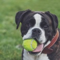 犬の写真撮影で大切なこと - 心地よさと自然体を引き出す方法