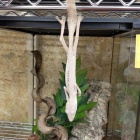 『爬虫類入荷情報！！』の画像