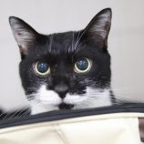 『【里親募集中】日本猫のあんずちゃん』の画像