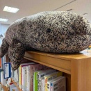 下蚊屋荒神神楽公演の日