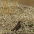 今日の野鳥　ツグミ