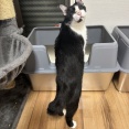 猫8匹の我が家で「おいもの猫砂」を使ってみた。