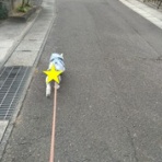 大きいマルチーズ☆ニノさん。