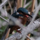 『BORG72FLによるカワセミ（捕食・背中・正面）　2020/03/22』の画像