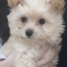 💘新しく来たワンちゃん・ネコちゃん達の紹介💘