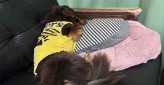 楽譜と指揮者を交互に見るのに疲れ果てた老眼おばさんが眼鏡を作ることにした話。