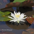 大賀蓮、蜻蛉