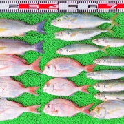 2026年7月19日　釣果