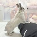 うさぎのルリ(3/29追記)