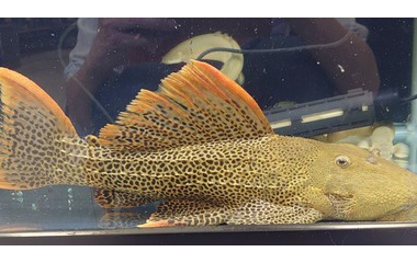 『熱帯魚入荷情報！』の画像